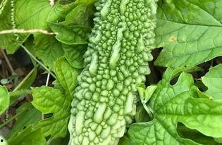 带你吃瓜妖姬,带你领略“带你吃瓜妖姬”的独特魅力 第1张 带你吃瓜妖姬,带你领略“带你吃瓜妖姬”的独特魅力 第1张