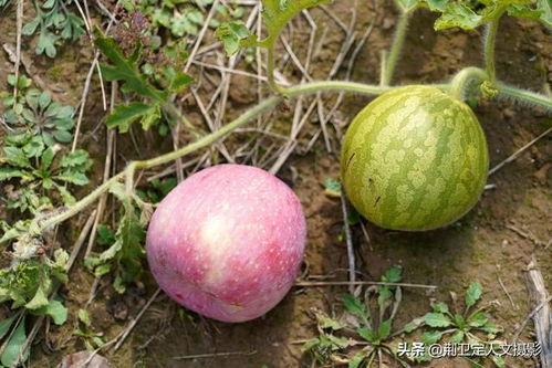 吃洋瓜会发病,警惕洋瓜引发的疾病隐患 第2张 吃洋瓜会发病,警惕洋瓜引发的疾病隐患 第2张