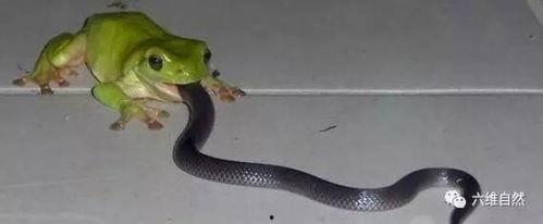 男的跟蛇吃瓜,男子与蛇共食瓜果的惊险一幕  第1张