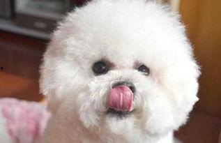 比熊犬可以吃瓠瓜,瓠瓜的甜蜜诱惑 第3张 比熊犬可以吃瓠瓜,瓠瓜的甜蜜诱惑 第3张