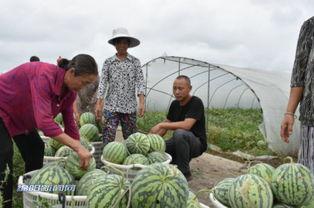 灌南吃瓜群众,揭秘当地热点事件背后的真相  第3张