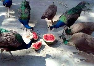 小瓜被鸟吃,一场与鸟儿的悲剧邂逅 第2张 小瓜被鸟吃,一场与鸟儿的悲剧邂逅 第2张