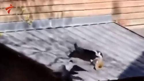 猫猫吃瓜不嫌事大,揭秘宠物界的“八卦达人” 第2张 猫猫吃瓜不嫌事大,揭秘宠物界的“八卦达人” 第2张