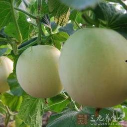 吃瓜喉咙痒为什么,揭秘“吃瓜喉咙痒”现象背后的真相  第3张