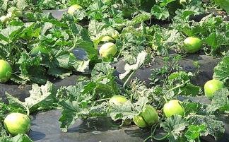 吃瓜后舌头难受,揭秘夏日消暑美食的副作用  第2张