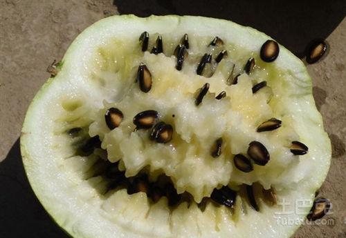 吃炒籽瓜的危害,健康饮食需谨慎  第1张