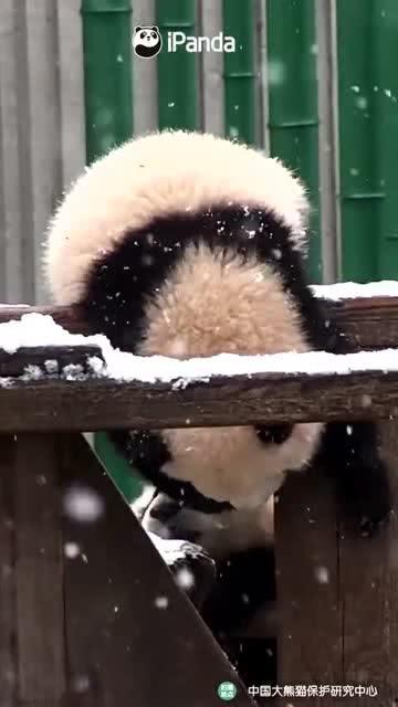 吃瓜小熊新娘  第1张