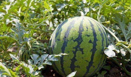 江南太子吃瓜,揭秘宫廷秘闻背后的真相  第2张