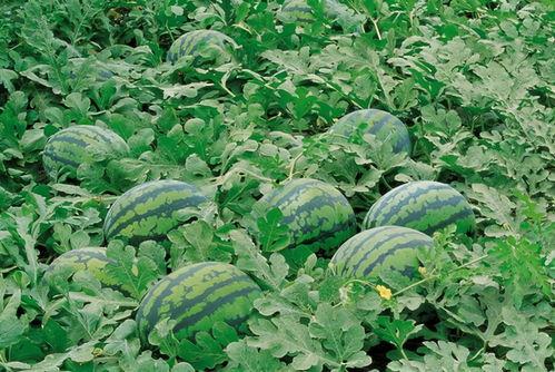 清脆吃瓜林诺诺,林诺诺带你领略夏日清凉  第2张