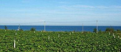 吃瓜的不同境界,吃瓜境界的升华之旅 第1张 吃瓜的不同境界,吃瓜境界的升华之旅 第1张