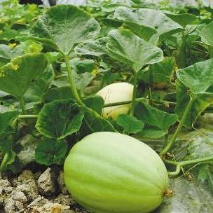 三火flame吃瓜,揭秘娱乐圈幕后风云 第3张 三火flame吃瓜,揭秘娱乐圈幕后风云 第3张