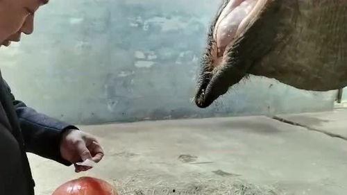 吃瓜盟主说大象,大象背后的故事与传奇  第1张