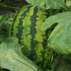 仙居吃瓜基地电话,揭秘吃瓜基地的秘密电话之旅 第3张 仙居吃瓜基地电话,揭秘吃瓜基地的秘密电话之旅 第3张