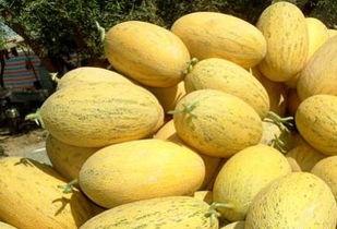 哈密瓜吃后再吃枣,味蕾的双重盛宴 第2张 哈密瓜吃后再吃枣,味蕾的双重盛宴 第2张