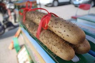 吃瓜王和瓜王一样吗,揭秘两者之间的异同  第1张