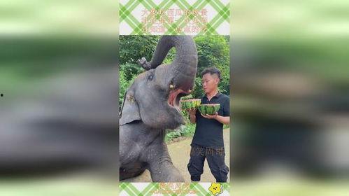 吃瓜的象  第1张