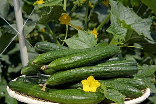 刺玫瑰吃瓜网,揭秘娱乐圈幕后真相，带你领略明星生活百态  第1张