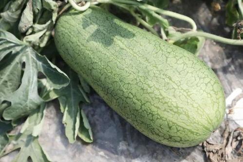 天吃瓜的季节,揭秘吃瓜季的美食盛宴 第1张 天吃瓜的季节,揭秘吃瓜季的美食盛宴 第1张