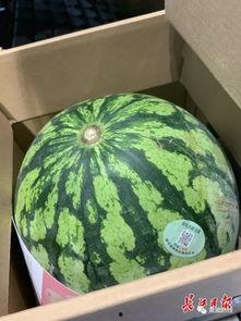 高级的吃瓜人,揭秘高级吃瓜者的智慧人生  第1张