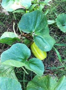 吃瓜撒花 第3张 吃瓜撒花 第3张