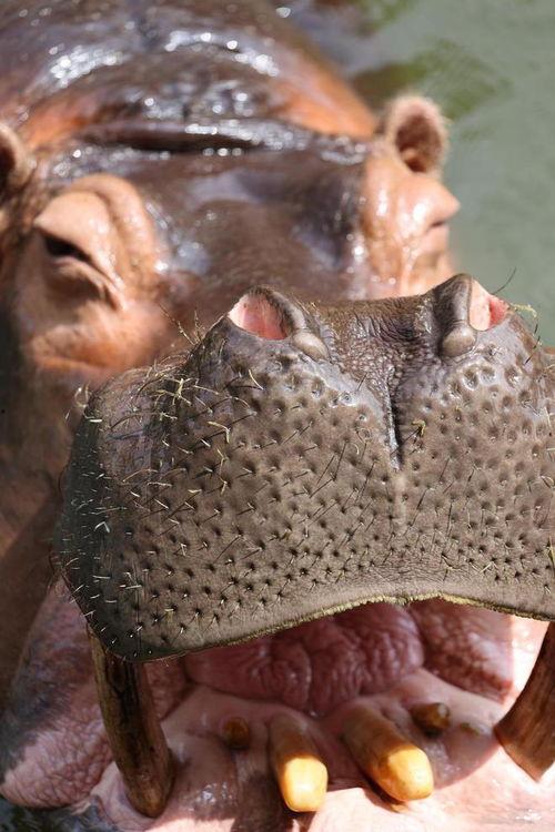 忠实吃瓜,忠实吃瓜群众揭秘娱乐圈幕后真相 第1张 忠实吃瓜,忠实吃瓜群众揭秘娱乐圈幕后真相 第1张